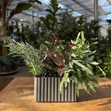 Klimakassen Mikro Grå